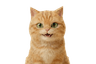 Kiko
